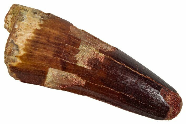 Fossil Spinosaurus Tooth - Feeding Worn Tip #354776